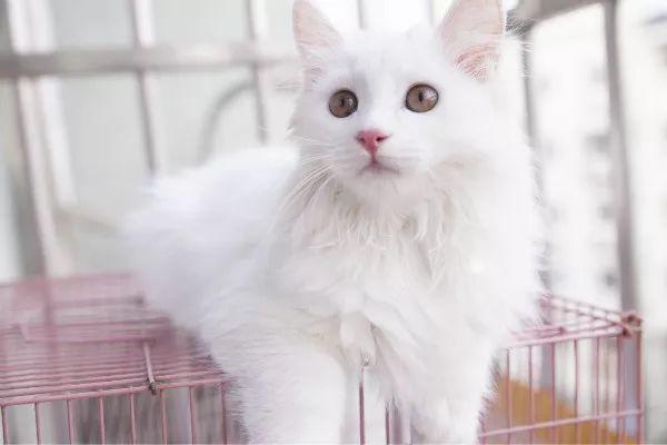 猫咪会抑郁吗有什么表现，辟谣猫都没心没肺