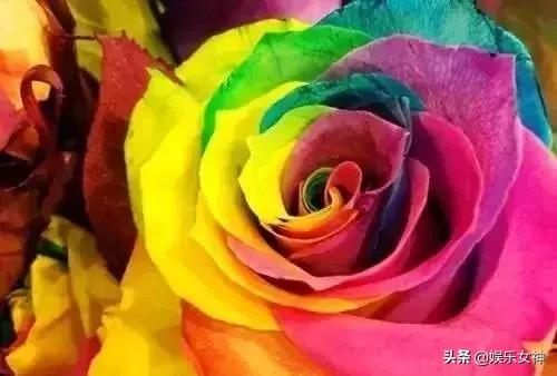 情人节送给女朋友什么礼物明天2.14情人节，214漂亮玫瑰送给群里每位朋友~醉倒