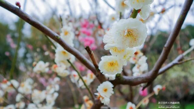 蜡梅与腊梅的区别，蜡梅是梅花吗究竟是（腊梅花与蜡梅有什么区别）