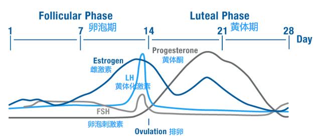 女性缺乏雌激素当心提前衰老，雌激素与女性脂肪分布