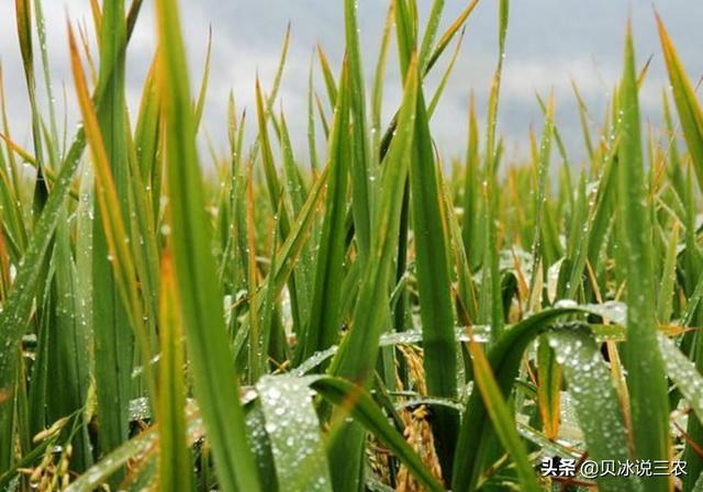 旱稻种植注意什么，掌握旱稻的种植方法