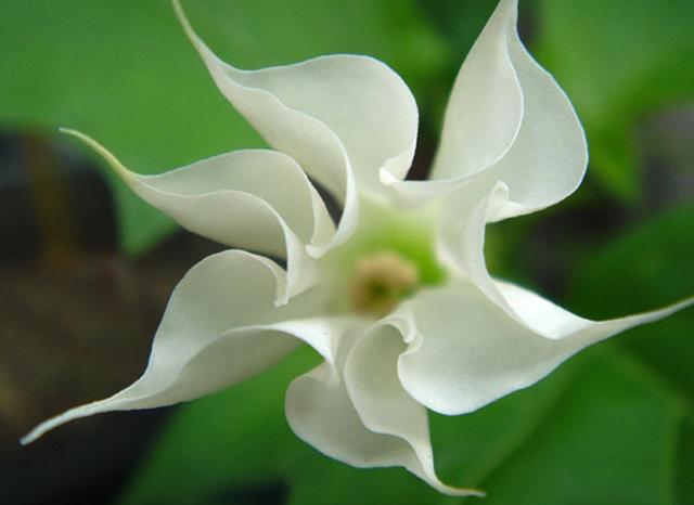 八种常见有毒花，这15种大毒花