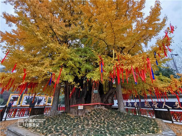 西安最古老的银杏树，太神奇了2600年前老子在西安种了株银杏