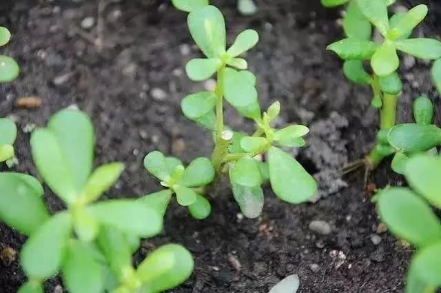 适合懒人种植的野菜，别再费劲到处去挖荠菜了