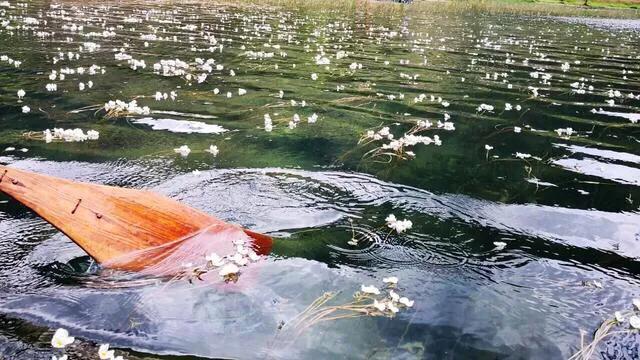 泸沽湖的海藻花几月份去最好，夏日云南美景可不止一点点