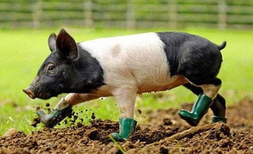 猪是最聪明动物吗，动物界智商排名第十