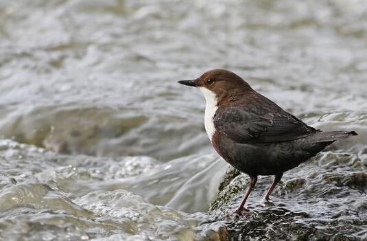 各国国鸟有哪些，世界各国国鸟大全