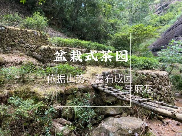 牛栏坑肉桂特点，岩茶天花板——R8牛栏坑肉桂