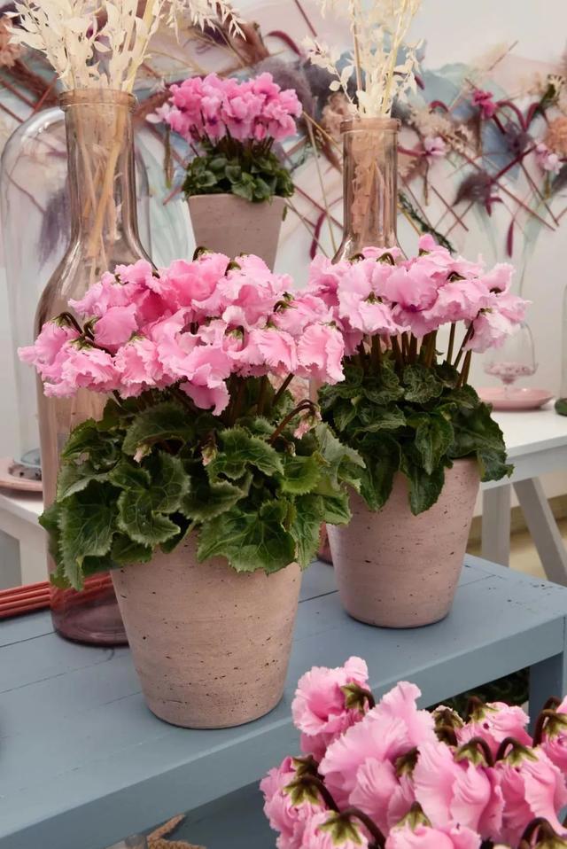 准备好迎接兔精灵，仙客来什么时候开花花期多长时间