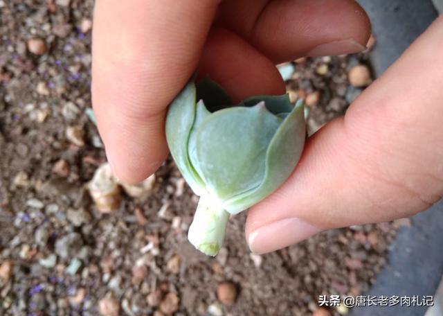 多肉植物玉蝶怎么养新手必看，记好3点养护细节