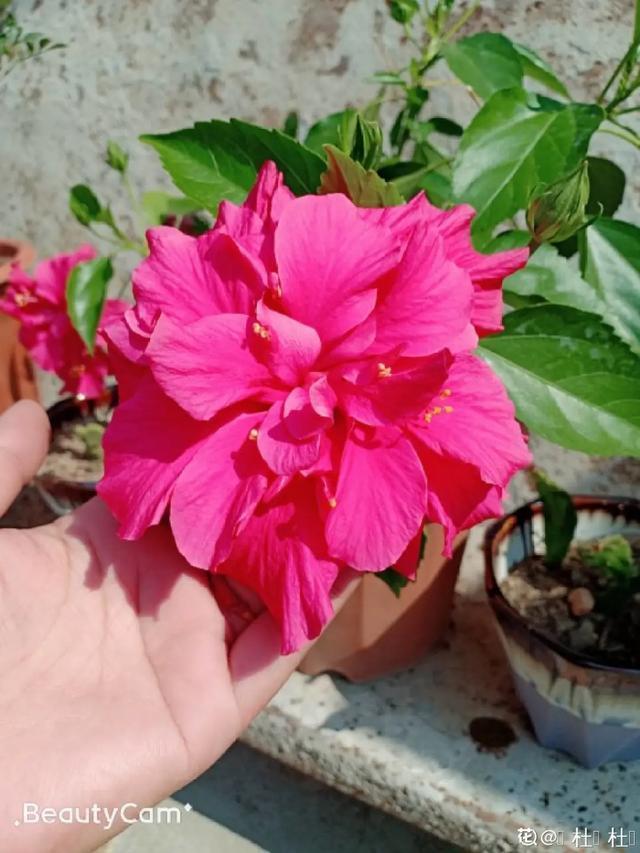 春夏秋冬四季什么花好看，这十种花几乎一年四季都开花