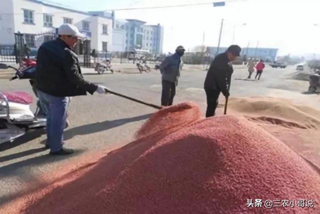 小麦什么时候播种，小麦什么时候播种最好（小麦该播种了，播期要推迟吗）