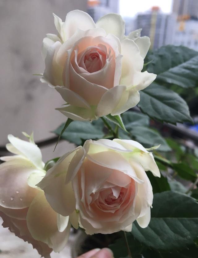 各种家庭阳台花养法，你的阳台还缺花花吗