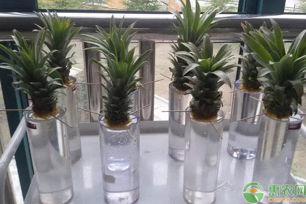 菠萝如何栽培，菠萝怎么在家种植