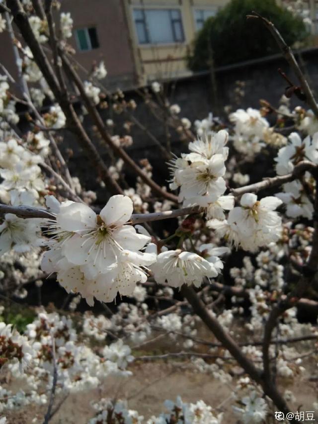 春夏秋冬四季什么花好看，这十种花几乎一年四季都开花