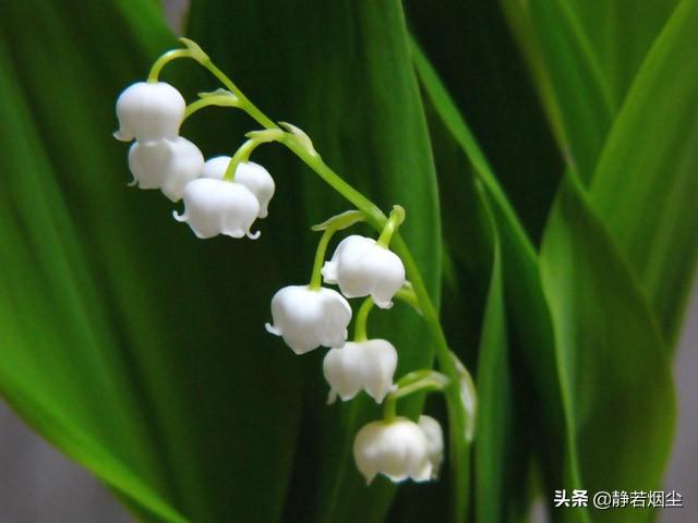 30种简单花草，几种优雅的的花草