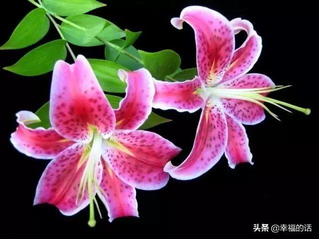 送老婆鲜花寄语简短 老公送老婆什么花好