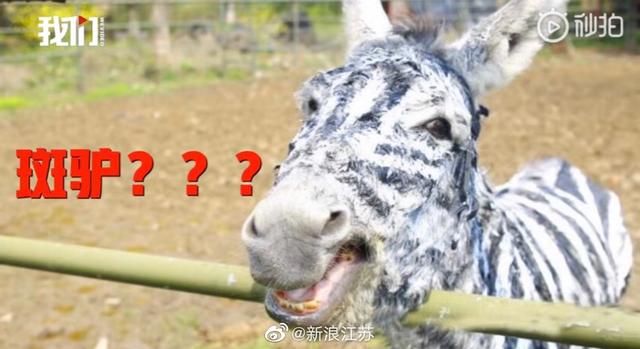 常州野生动物园，常州淹城野生动物园现状