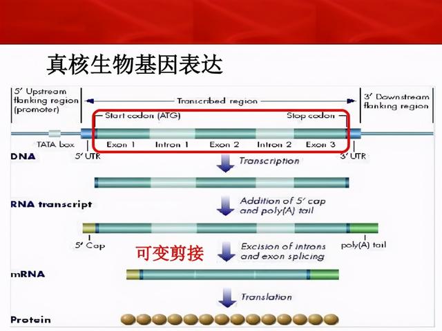 rna由什么组成，什么是RNA