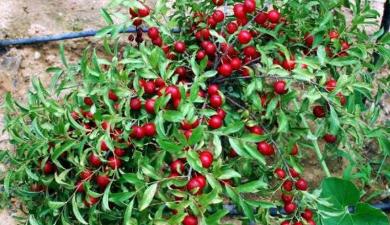 野生牛甘果介绍，人称34