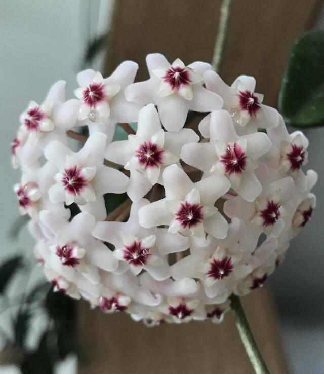 室内适合养的香花，养在家里味道清新