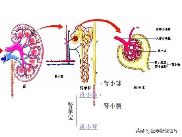 肾脏解剖结构讲解，浅话肾脏的解剖结构