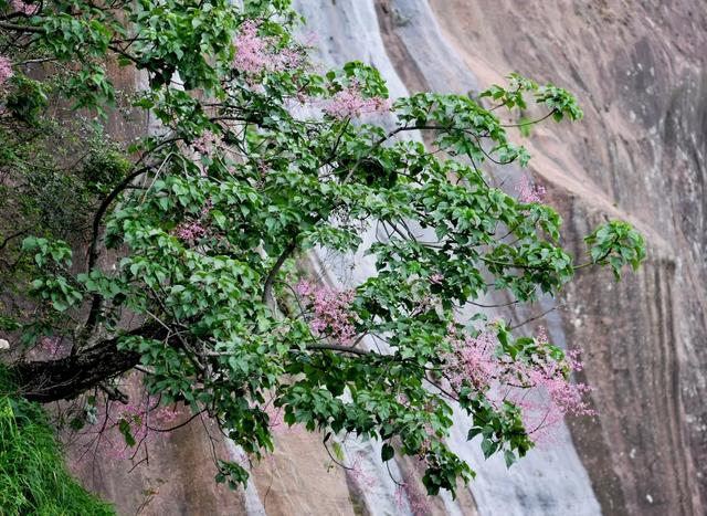 丹霞山海拔多少米，丹霞山重要景点有哪些（广东韶关丹霞山进入观云海最佳时期）