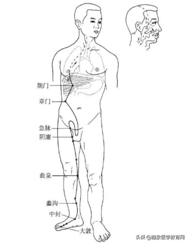 十二经络循行路线，十二经脉循行走向与交接规律图解（<十分钟教你终生不忘）