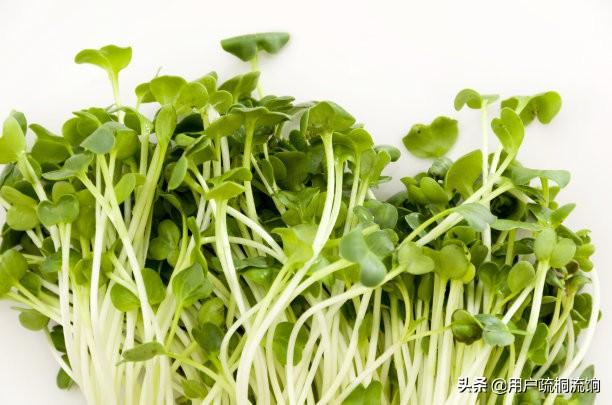 荠菜什么季节有，荠菜最好吃的季节（荠菜，经冬又迎春）