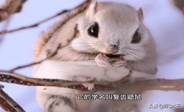 二年级语文上册部编版寒号鸟，3篇小学课文帮孩子领略大雪之美