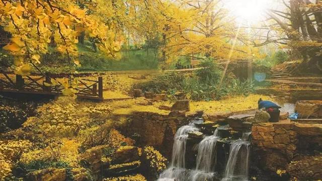 遇见最美的小镇，去针灸小镇赴一场玉兰之约~