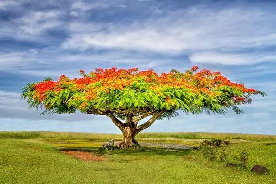 老树长新芽枯木又开花，枯木逢春老树开花