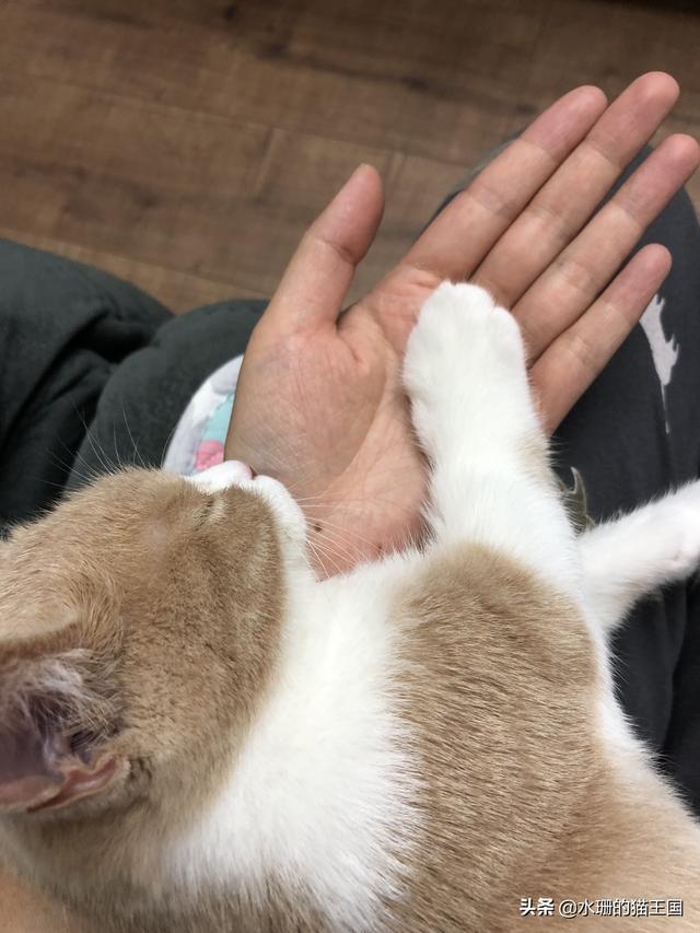 猫咪拉稀什么原因怎么治，猫咪拉稀是什么原因怎么治疗