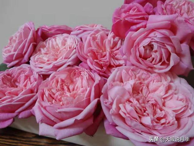 颜值高花期长的月季，七种优秀盆栽月季