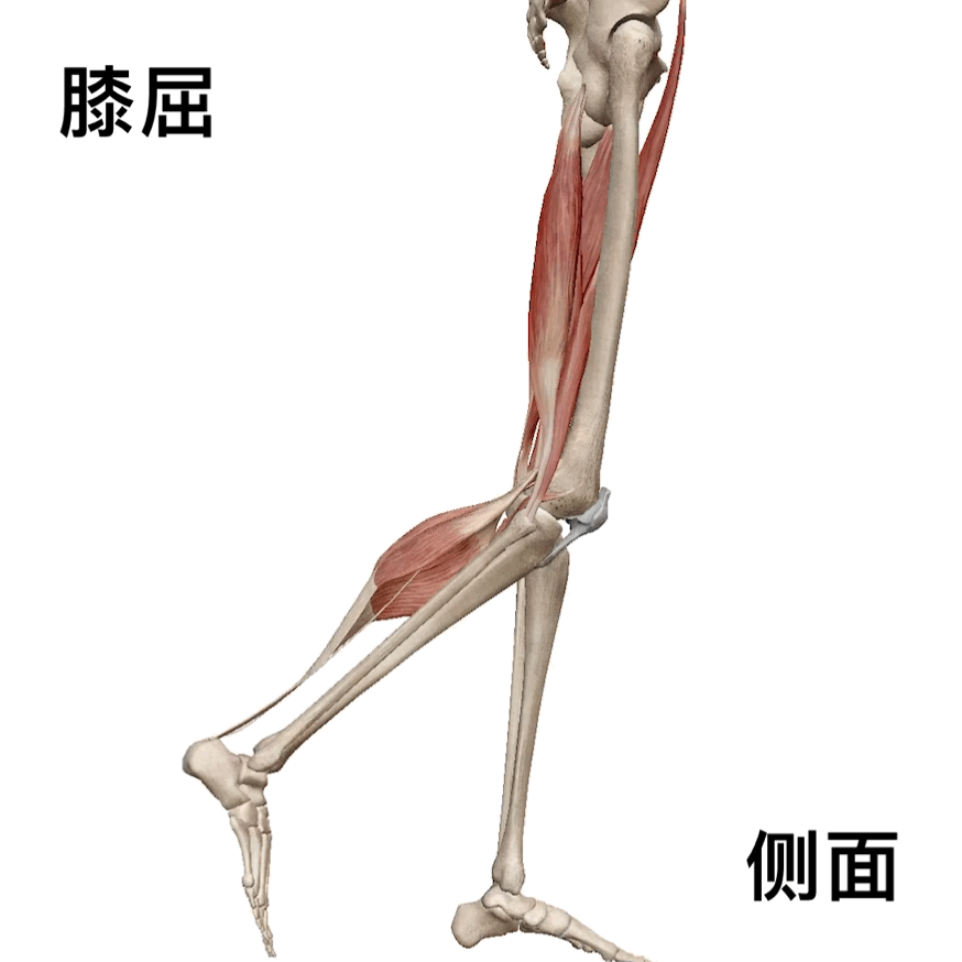 腘绳肌训练动作，12种腘绳肌训练方法（腘绳肌和臀部屈肌紧）