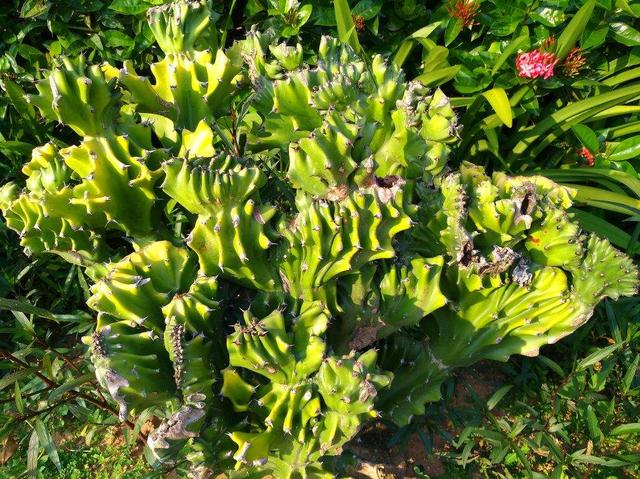 常见镇宅神兽，农村五大镇宅神兽