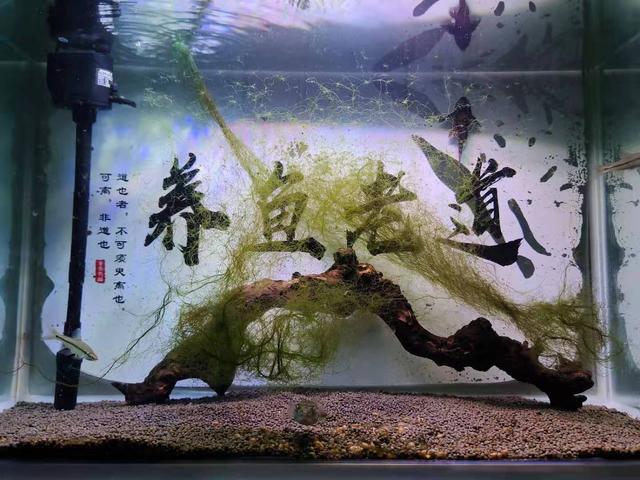 鱼缸哪种净水剂好，水族箱依然透亮