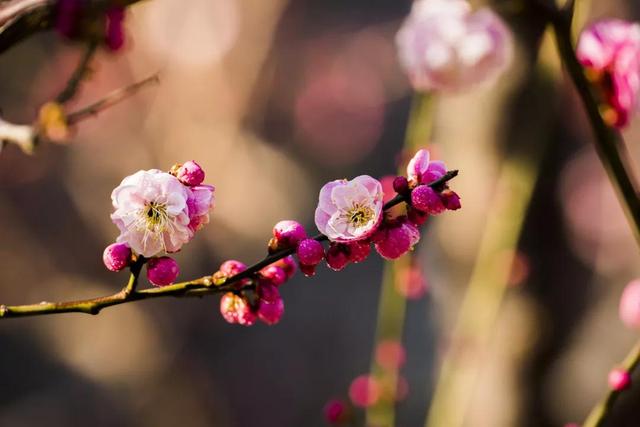 杏花拼音是什么汉字,杏花的拼音怎么读音