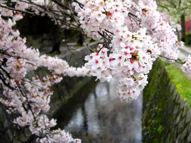 一年四季都有什么花开花期，100种花开时间表组图