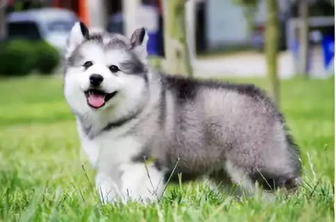 哪些狗狗性格温顺又便宜智商高，公认傻狗排行榜