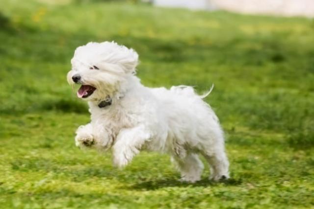 阿拉斯加大型犬，狗的品种大全阿拉斯加（十大寿命最长的狗品种）