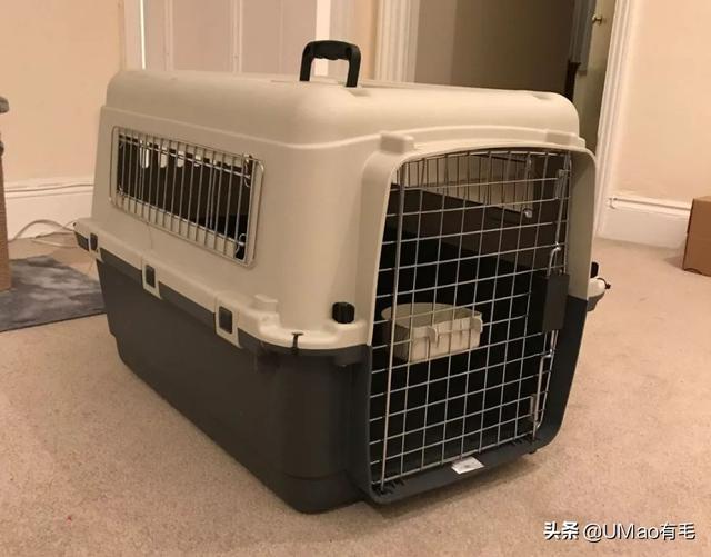 飞机托运猫咪流程，需要办理什么手续
