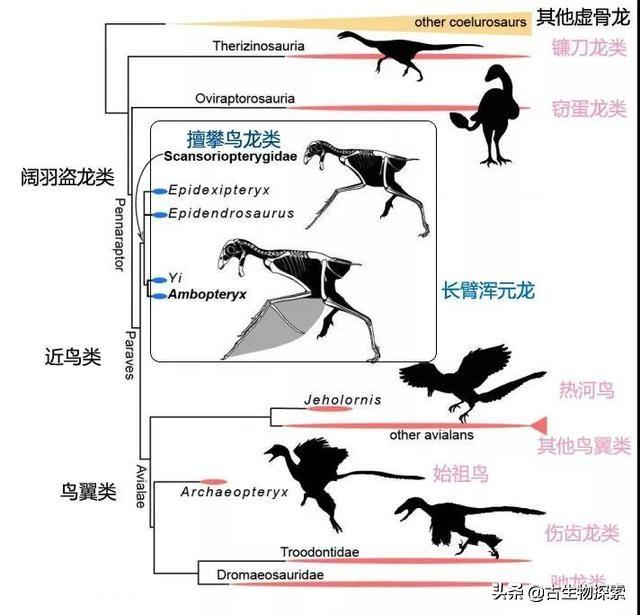 恐龙种类中脖子最长的腕龙，长颈巨龙的杰出代表