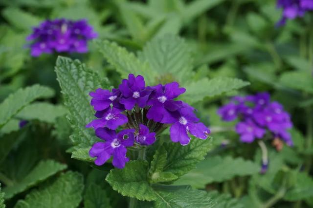 北京必玩景点排名，北京必玩的十个景点排名榜单（北京最值得去的12个景区）