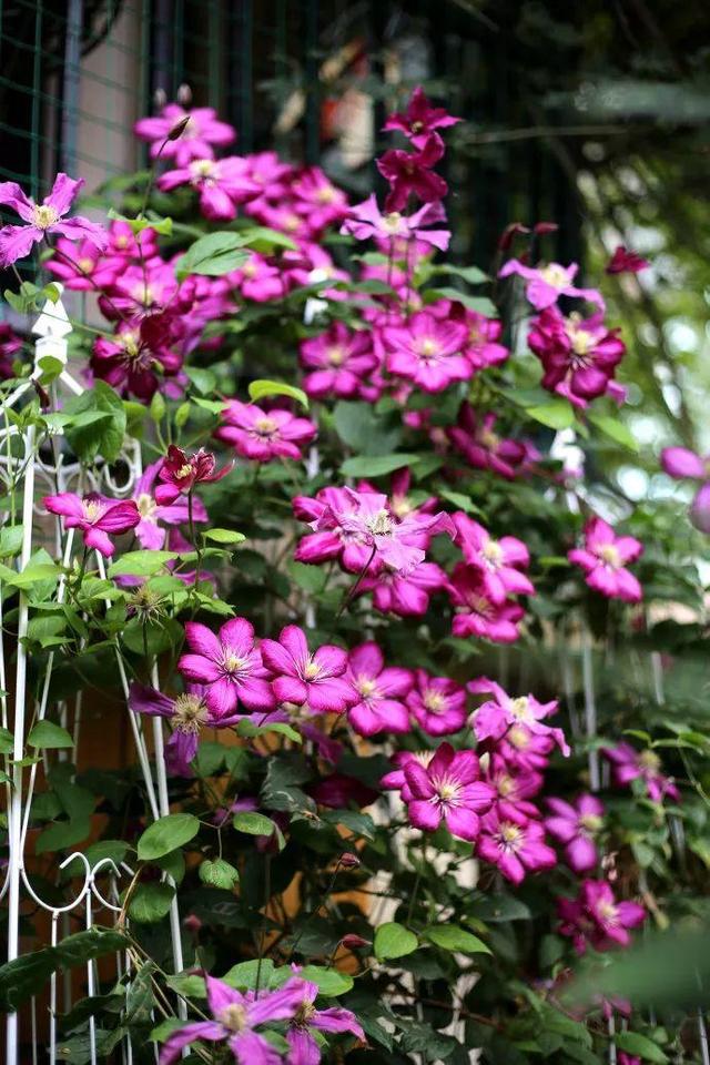 庭院中种什么爬藤花，院子里如果想搭设花廊架
