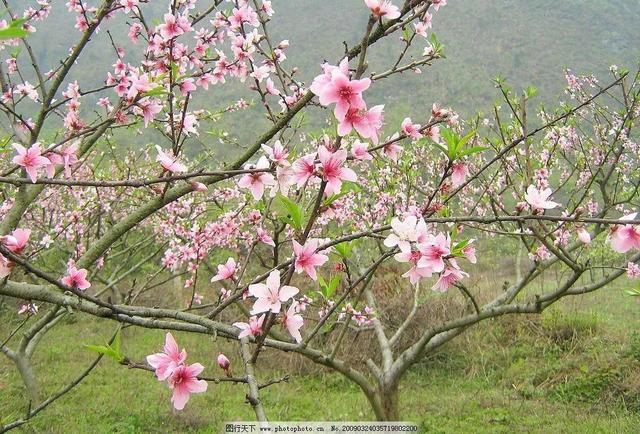 桃花嫣然出篱笑，关于桃花最美的诗词（赏读：桃花依旧笑春风）