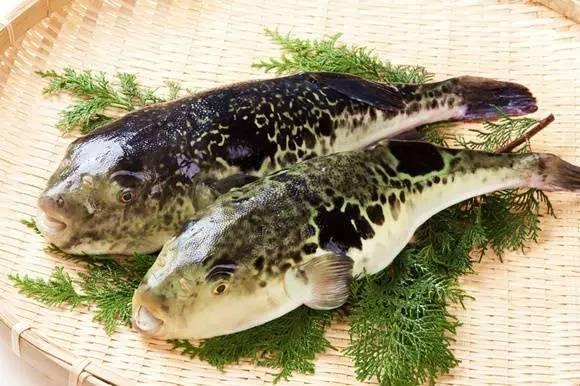 河豚是最常见却又最昂贵的东西，它到底生活在河里还是海里