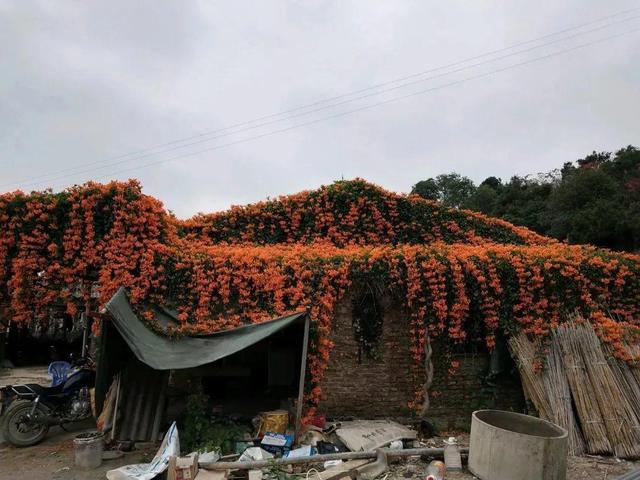 庭院中种什么爬藤花，院子里如果想搭设花廊架