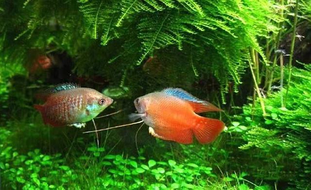 斗鱼的种类及特点，斗鱼科的观赏鱼都有哪些品种