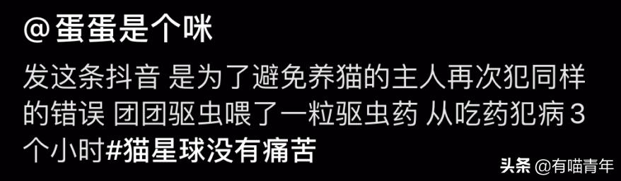 绿萝对猫有毒吗，猫咪吃了一口绿萝